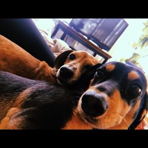 Meet your Posher, Holly